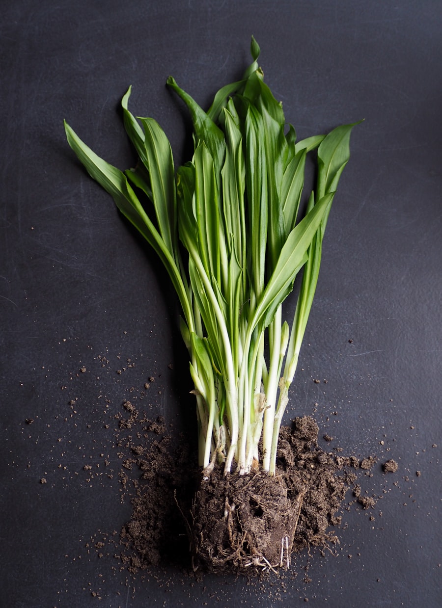 Fresh lemongrass stalks on a cutting board with kaffir lime, galangal, and Thai chilies